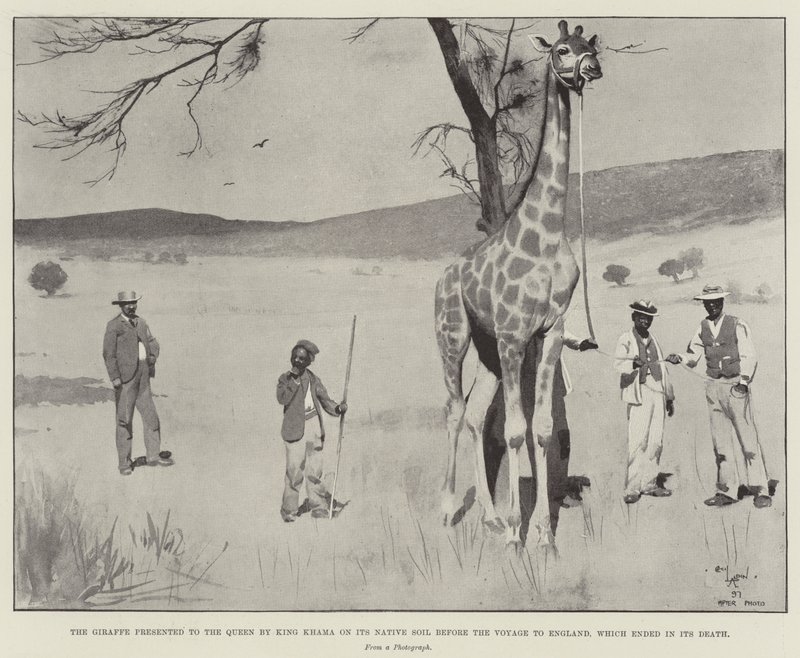 La jirafa presentada a la Reina por el Rey Khama en su tierra natal antes del viaje a Inglaterra, que terminó en su muerte de Cecil Charles Windsor Aldin