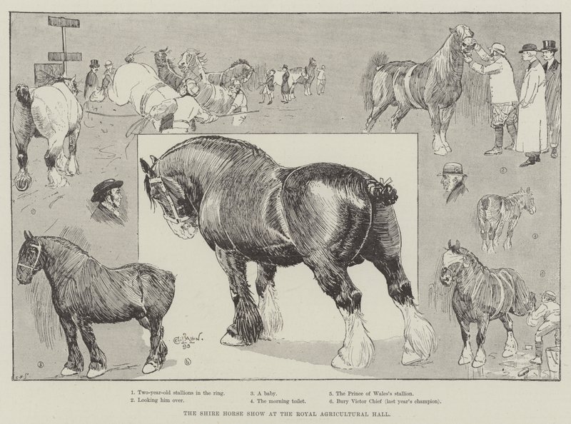 La exposición de caballos Shire en el Royal Agricultural Hall de Cecil Charles Windsor Aldin