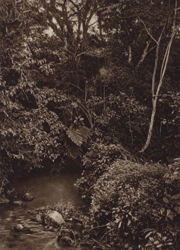 Mexico: Bosque cerca de Mirador, Panorama de floresta virgen (b/w photo) de Cecile Seler Sachs