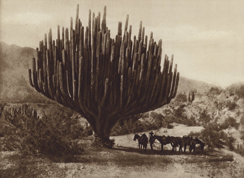 Mexico: Cactus en forma de candelero, Oaxaca (b/w photo) de Cecile Seler Sachs