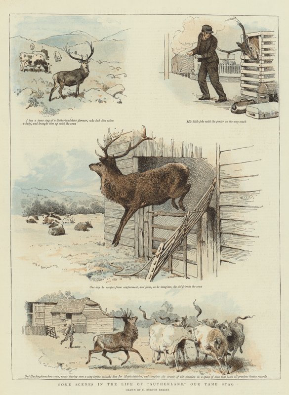 Algunas escenas en la vida de Sutherland, nuestro ciervo domesticado de Charles Burton