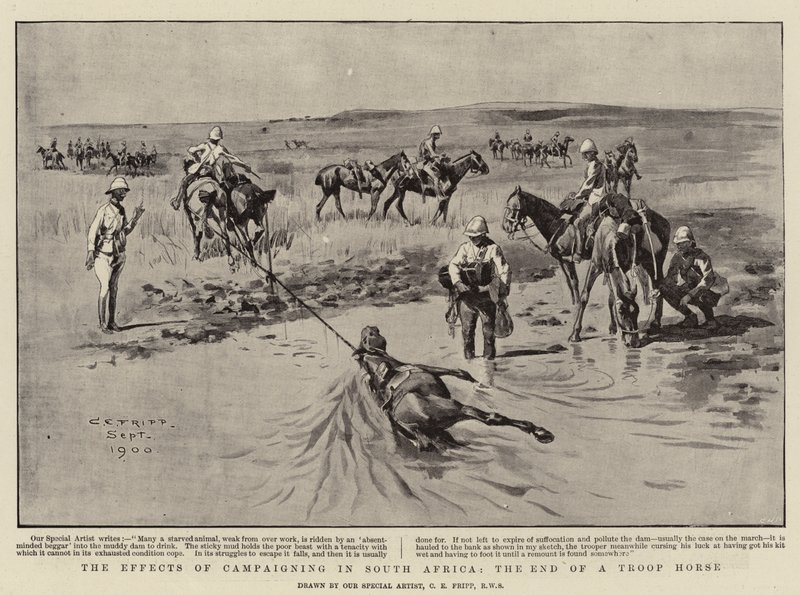 Los Efectos de la Campaña en Sudáfrica, el fin de un Caballo de Tropa de Charles Edwin Fripp