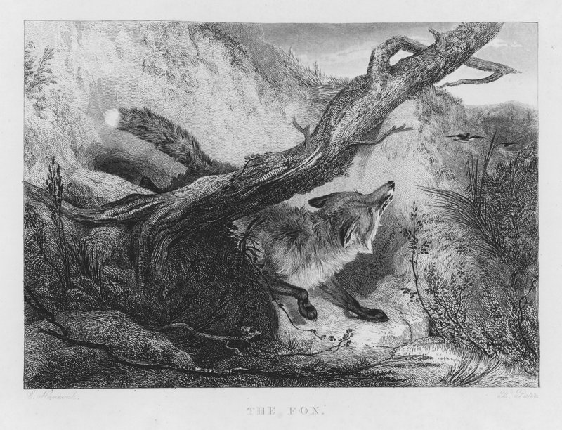 El Zorro de Charles (after) Hancock
