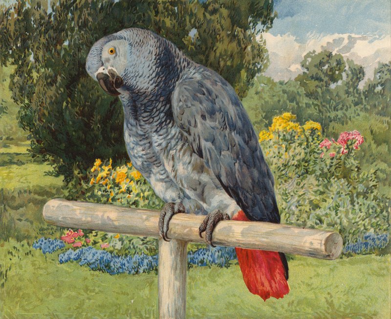 Loro gris de Charles Collins