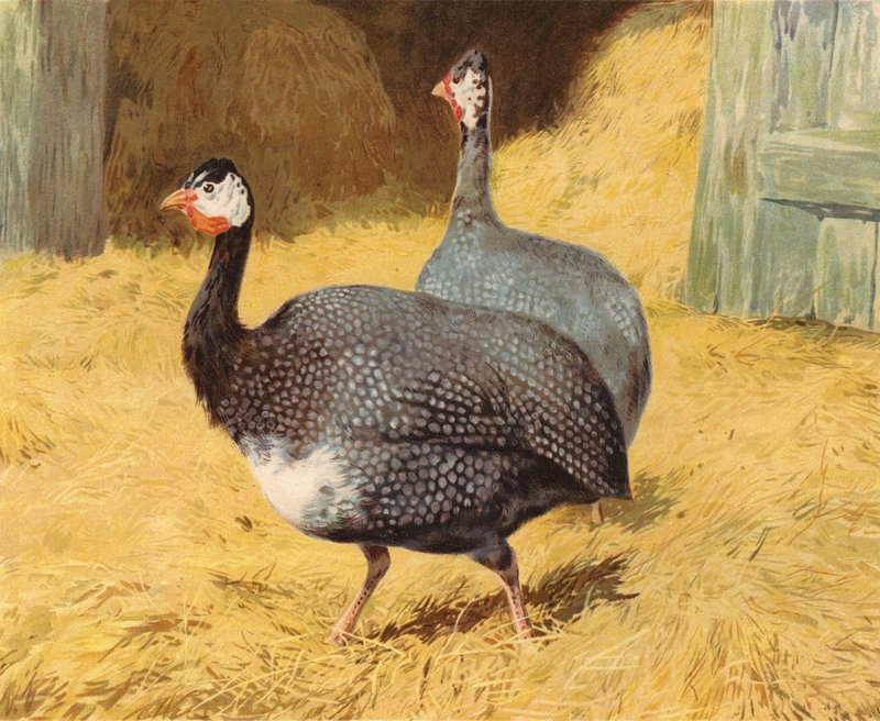 Gallina de Guinea de Charles Collins