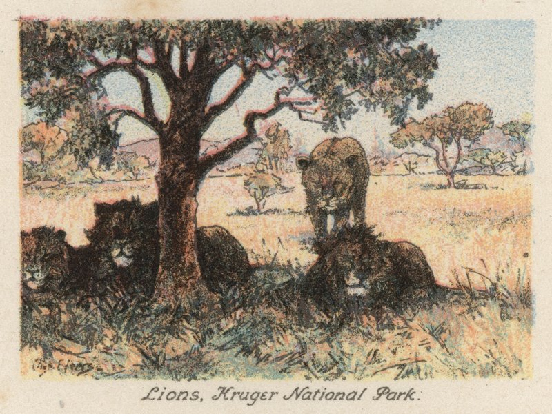 Sudáfrica: Leones, Parque Nacional Kruger (litografía en color) de Charles Ernest Peers