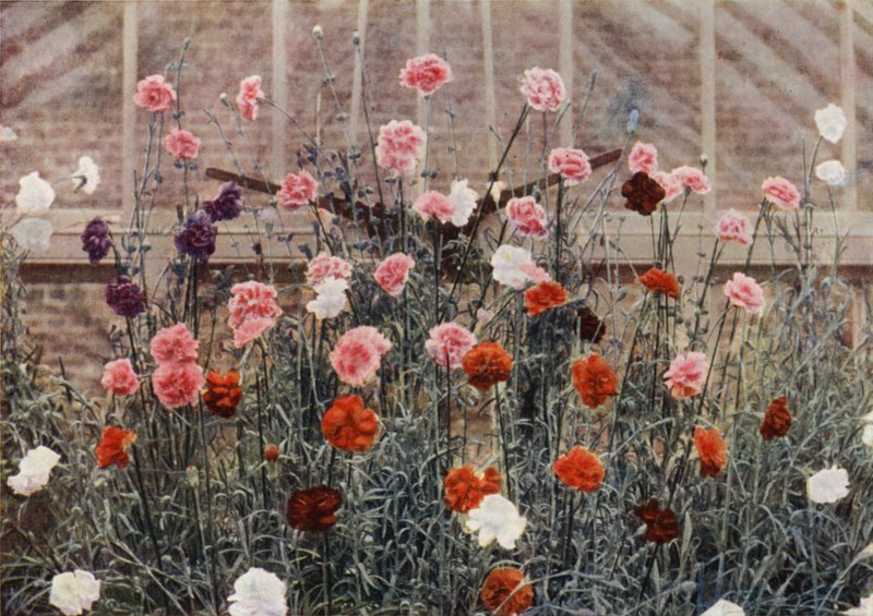 Claveles de Floración Perpetua (foto a color) de Charles Essenhigh Corke