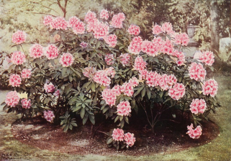 Rhododendron Pink Pearl, en "The Heights", Witley, la residencia de la Sra. Farnham (foto en color) de Charles Essenhigh Corke