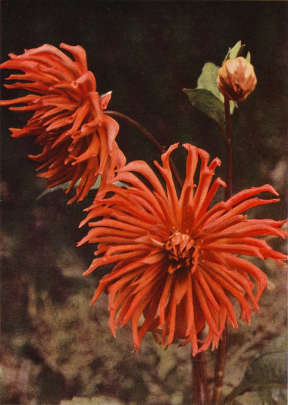El Cactus Dahlia "Brisbane" (foto a color) de Charles Essenhigh Corke