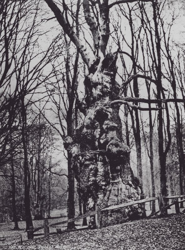 El Viejo Roble, Parque Knole (foto en b/n) de Charles Essenhigh Corke