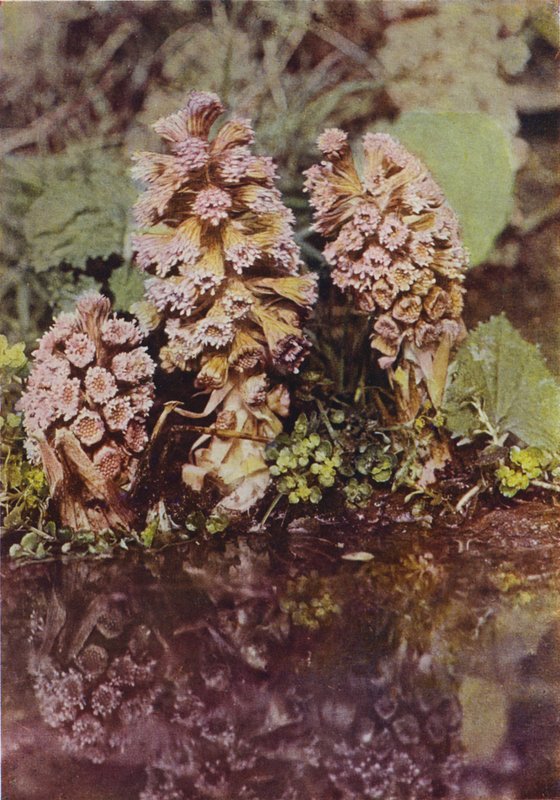 Flores silvestres: Bitterbur (foto a color) de Charles Essenhigh Corke