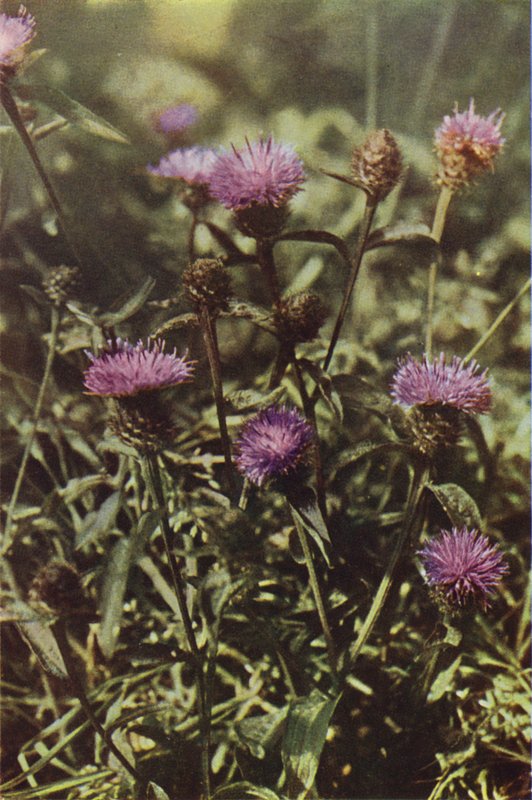 Flores silvestres: mala hierba negra (foto en color) de Charles Essenhigh Corke
