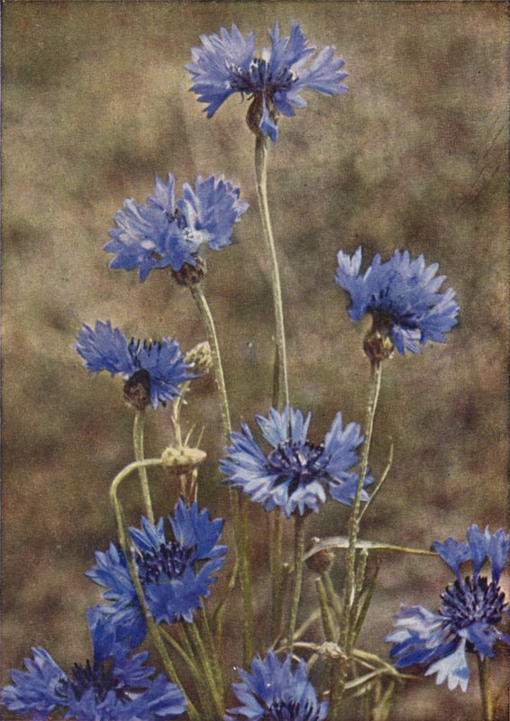Flores silvestres: Aciano (foto a color) de Charles Essenhigh Corke