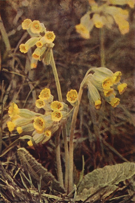 Flores silvestres: Prímula (foto color) de Charles Essenhigh Corke