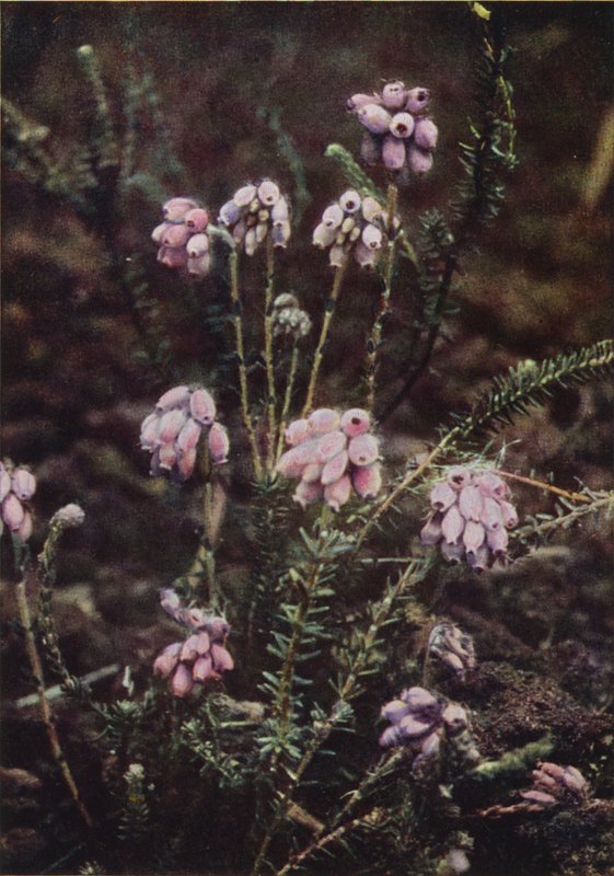 Flores silvestres: brezo de hojas cruzadas (foto en color) de Charles Essenhigh Corke