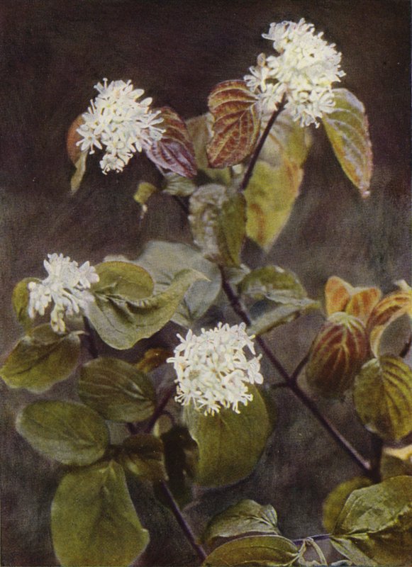 Flores silvestres: Dogwood (foto a color) de Charles Essenhigh Corke