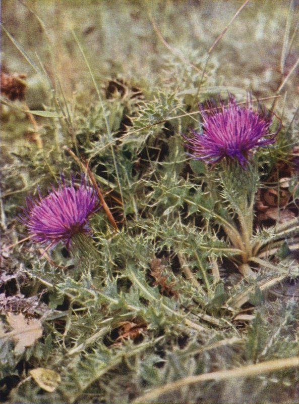 Flores silvestres: cardo enano (foto a color) de Charles Essenhigh Corke