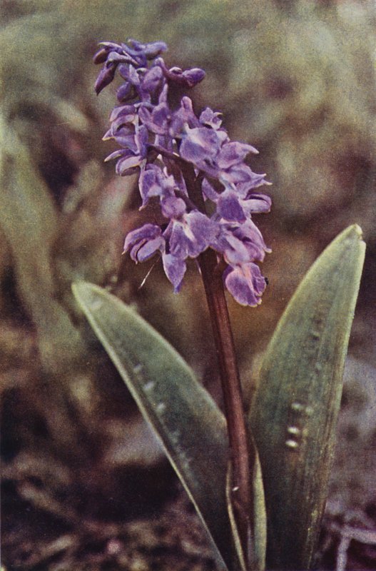 Flores silvestres: Early Purple Orchid (foto en color) de Charles Essenhigh Corke
