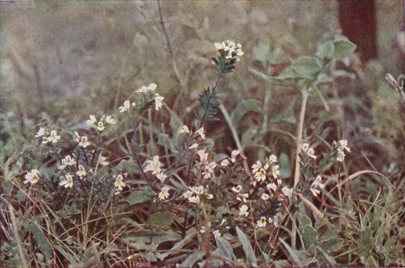 Flores silvestres: Eufrasia (foto a color) de Charles Essenhigh Corke
