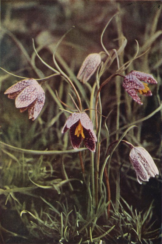 Flores silvestres: Speyeria (foto en color) de Charles Essenhigh Corke
