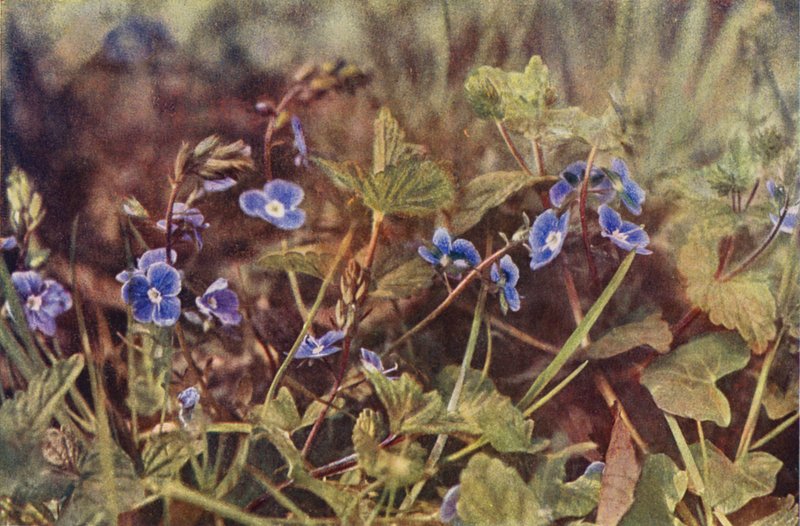 Flores silvestres: Germander Speedwell (foto en color) de Charles Essenhigh Corke