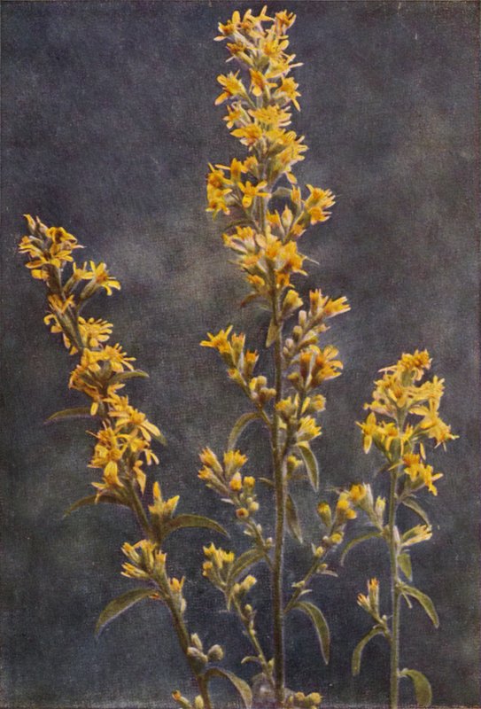 Flores silvestres: Golden Rod (foto a color) de Charles Essenhigh Corke