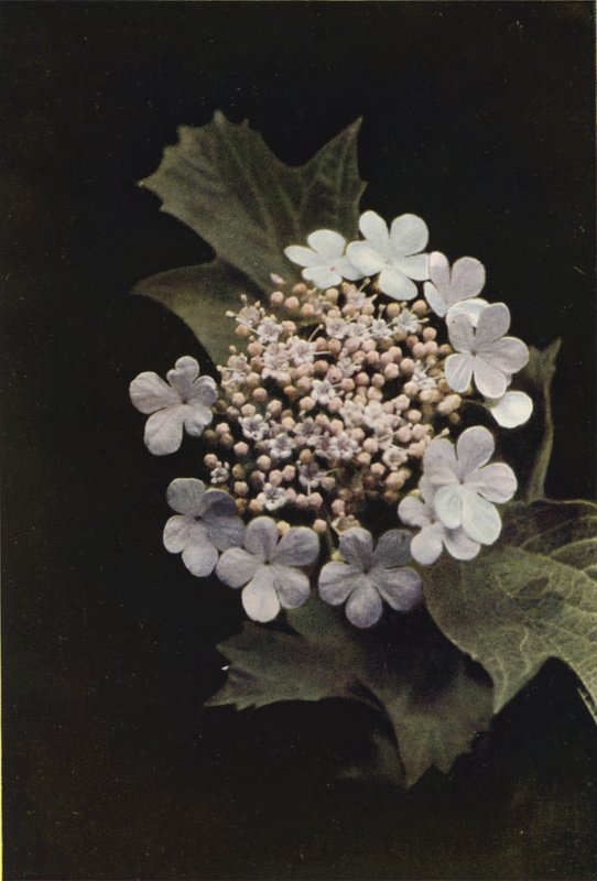 Flores silvestres: Guelder Rose (foto en color) de Charles Essenhigh Corke