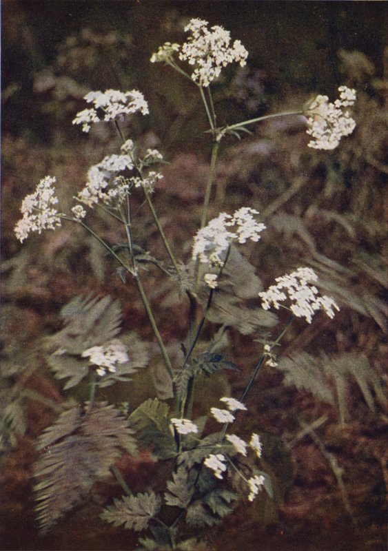 Flores silvestres: Hedge Persley (foto en color) de Charles Essenhigh Corke