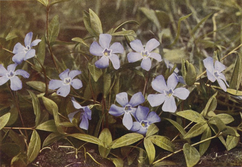 Flores silvestres: bígaro menor (foto en color) de Charles Essenhigh Corke