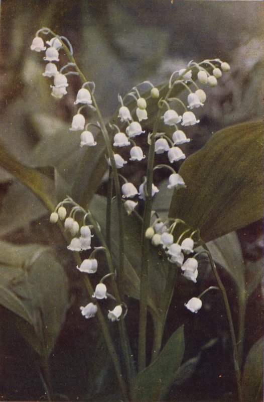 Flores silvestres: lirio de los valles (foto a color) de Charles Essenhigh Corke