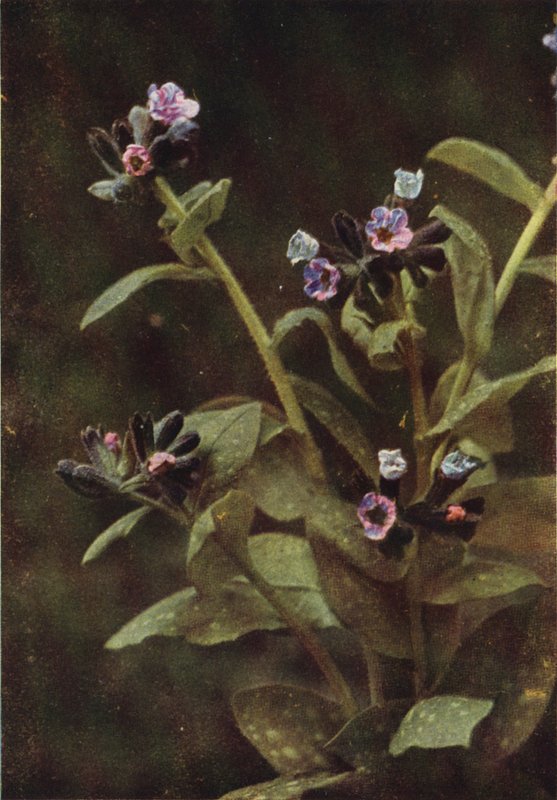 Flores silvestres: Lungwort (foto en color) de Charles Essenhigh Corke
