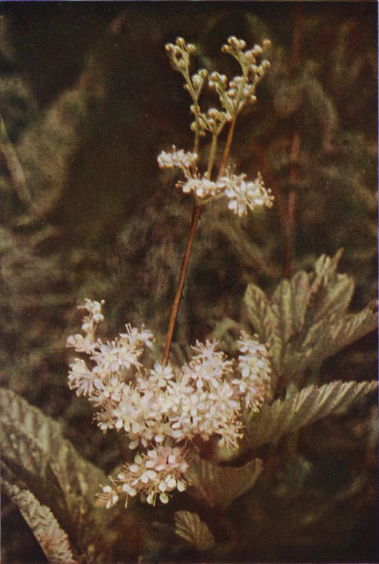Flores silvestres: Meadow-Sweet (foto a color) de Charles Essenhigh Corke