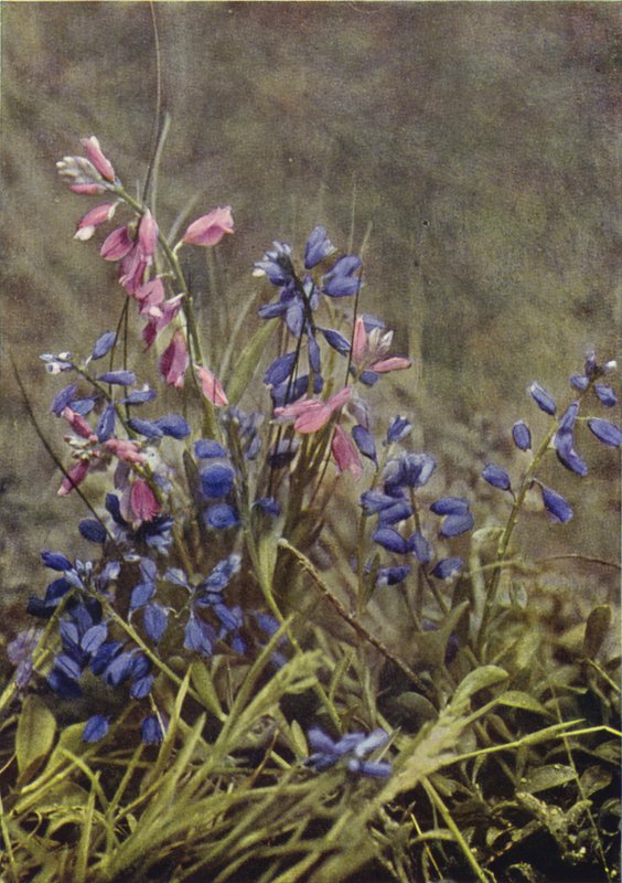 Flores silvestres: Milkwort (foto en color) de Charles Essenhigh Corke