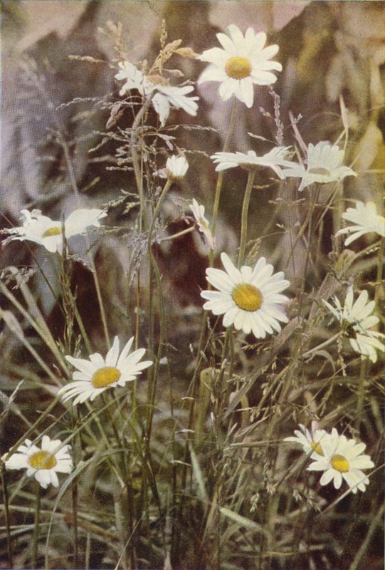 Flores silvestres: Margarita ojo de buey (foto en color) de Charles Essenhigh Corke