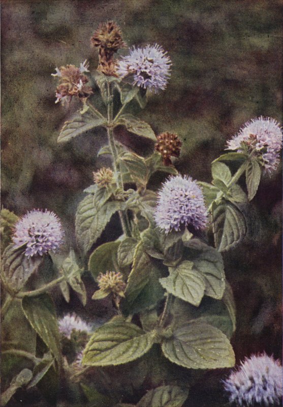 Flores silvestres: menta-pimienta (foto en color) de Charles Essenhigh Corke