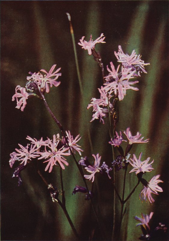 Flores silvestres: Ragged Robin (foto a color) de Charles Essenhigh Corke