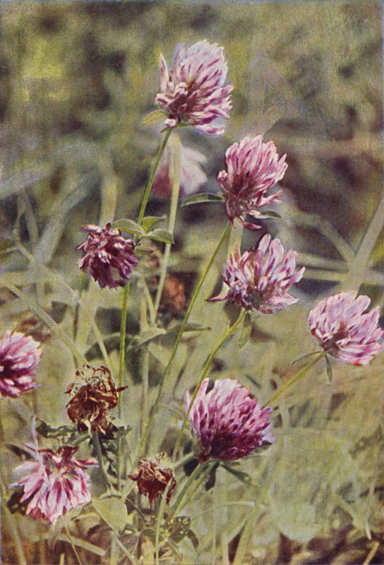 Flores silvestres: trébol rojo (foto a color) de Charles Essenhigh Corke