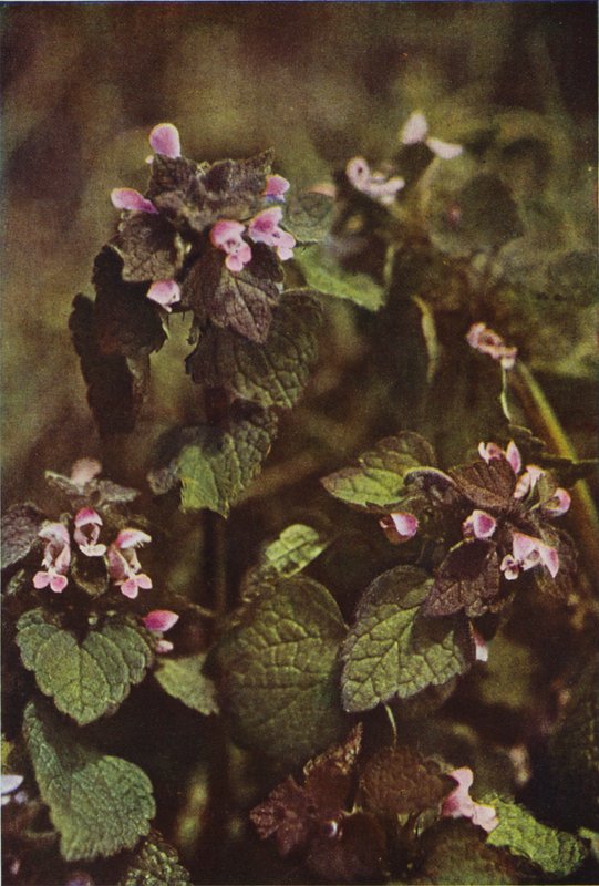 Flores silvestres: Red Dead Nettle (foto a color) de Charles Essenhigh Corke
