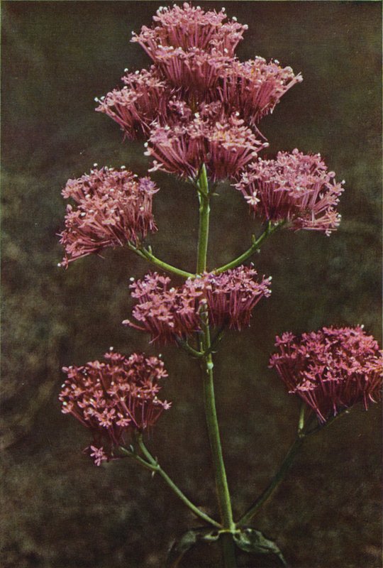 Flores silvestres: Valeriana roja (foto color) de Charles Essenhigh Corke