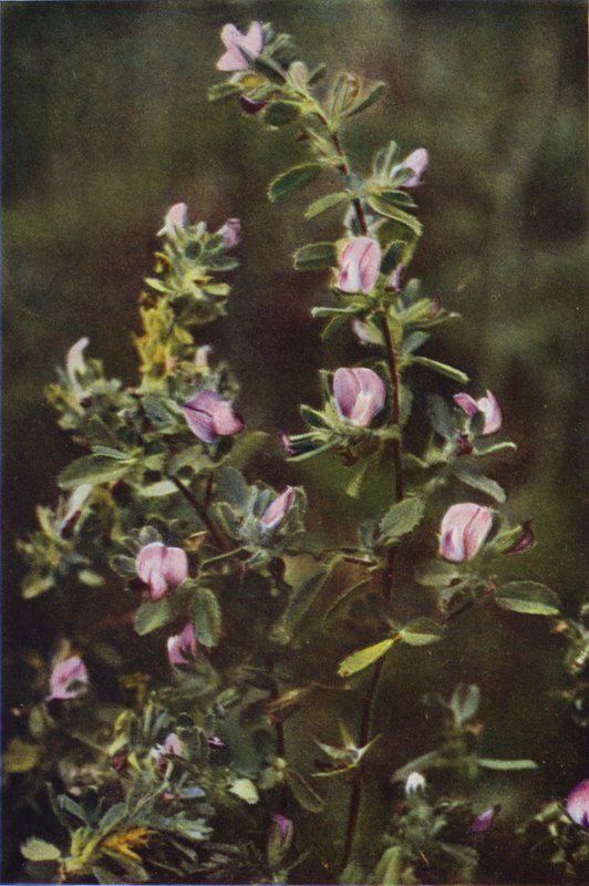 Flores silvestres: Rest Harrow (foto a color) de Charles Essenhigh Corke