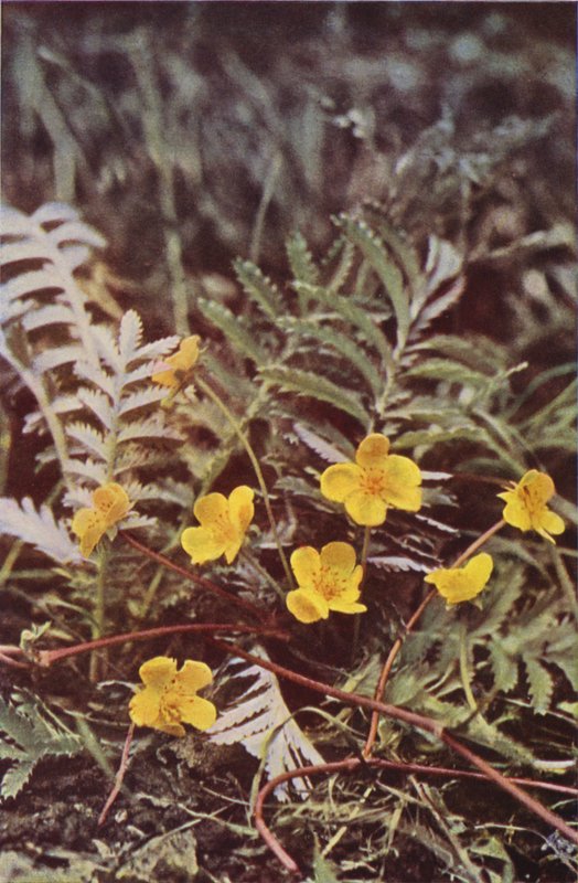 Flores silvestres: Silverweed (foto a color) de Charles Essenhigh Corke