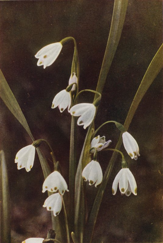 Flores silvestres: Copo de nieve (foto a color) de Charles Essenhigh Corke