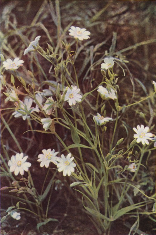 Flores silvestres: Stitchwort (foto a color) de Charles Essenhigh Corke