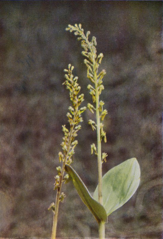 Flores silvestres: Twayblade (foto a color) de Charles Essenhigh Corke