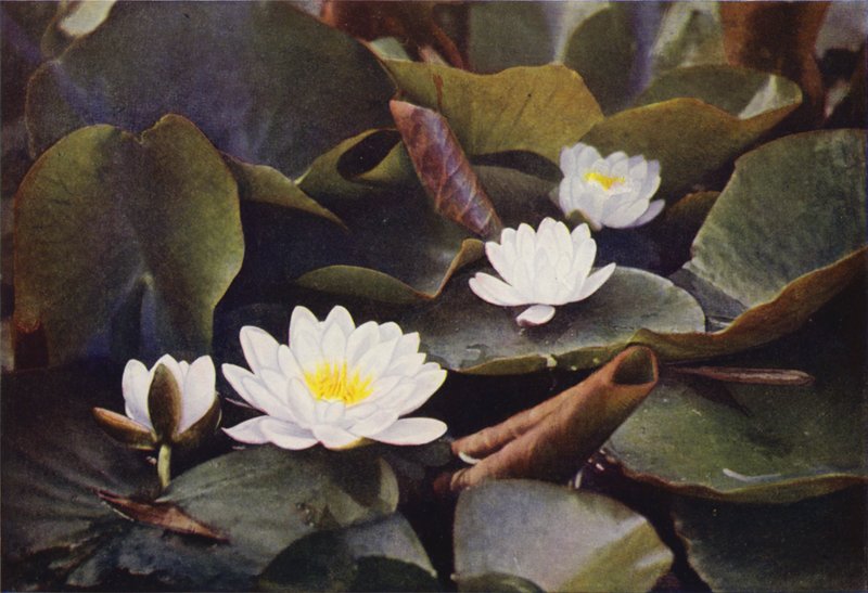 Flores silvestres: Nenúfar blanco (foto en color) de Charles Essenhigh Corke