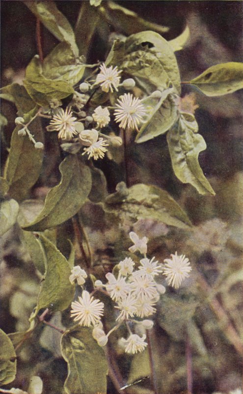 Flores silvestres: Wild Clematis (foto en color) de Charles Essenhigh Corke