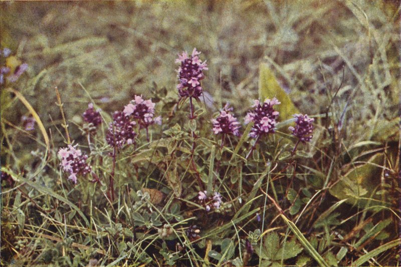 Flores silvestres: Tomillo silvestre (foto a color) de Charles Essenhigh Corke