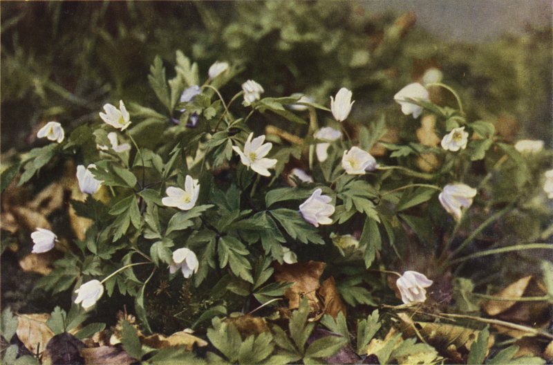 Flores silvestres: Wood Anemone (foto en color) de Charles Essenhigh Corke