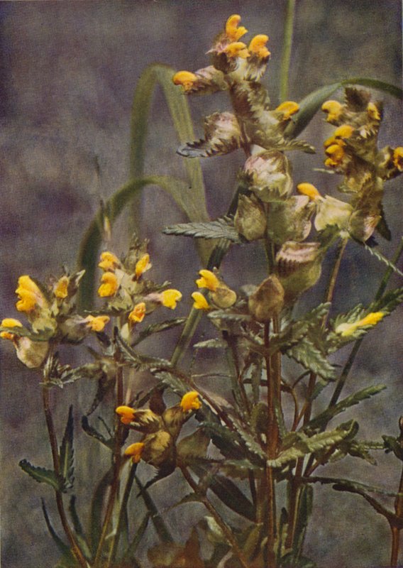 Flores silvestres: Sonajero amarillo (foto color) de Charles Essenhigh Corke