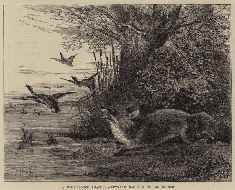 Un cazador furtivo de cuatro patas, Reynard frustrado de su cena de Charles Harvey Weigall